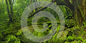 Lush rainforest along Shiratani Unsuikyo trail on Yakushima photo